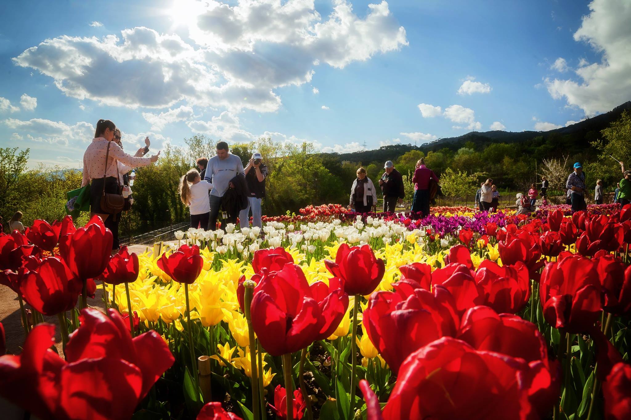 Парад Тюльпанов в Крыму 2019